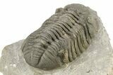 Detailed Morocops Trilobite - Large Specimen #273417-4